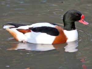Photograph of a Common Shelduck
